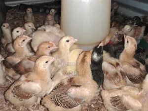 Improved Kienyeji Chicks