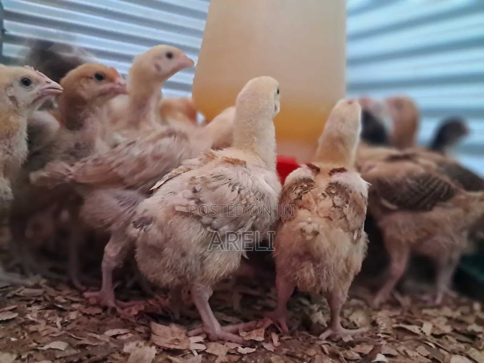 Improved Kienyeji Chicks
