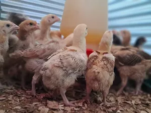 Improved Kienyeji Chicks