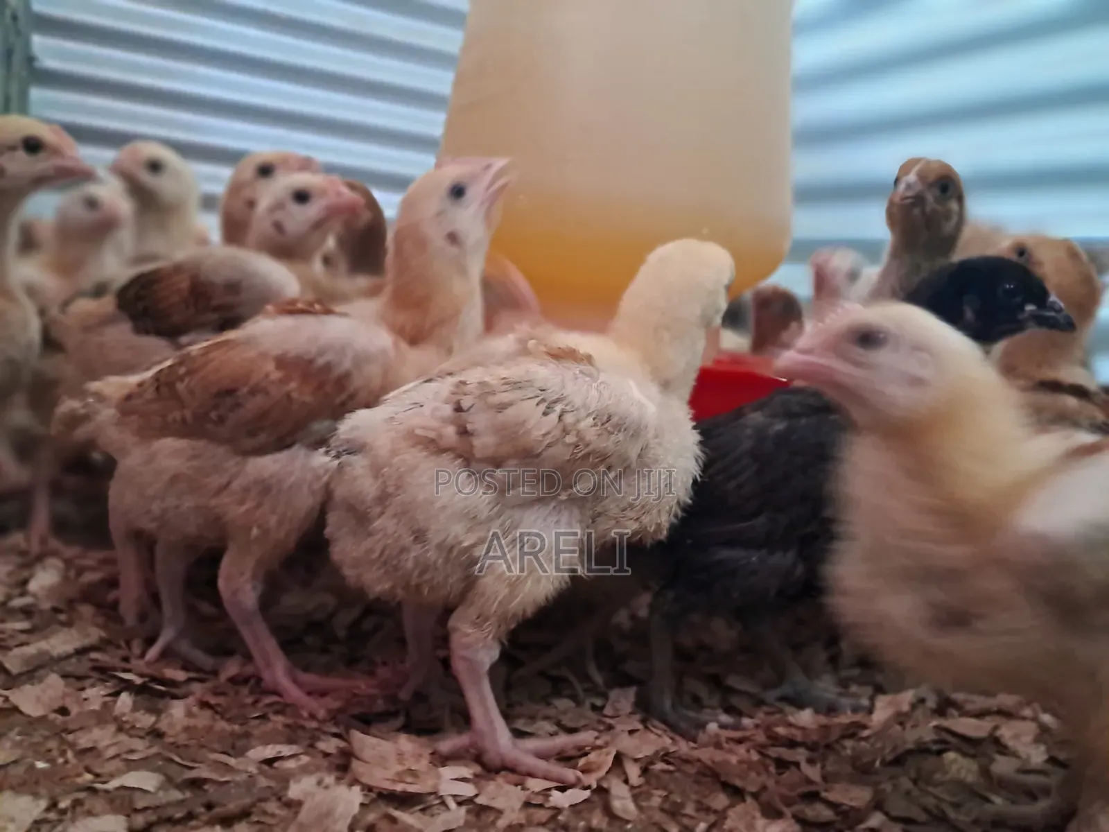 Improved Kienyeji Chicks