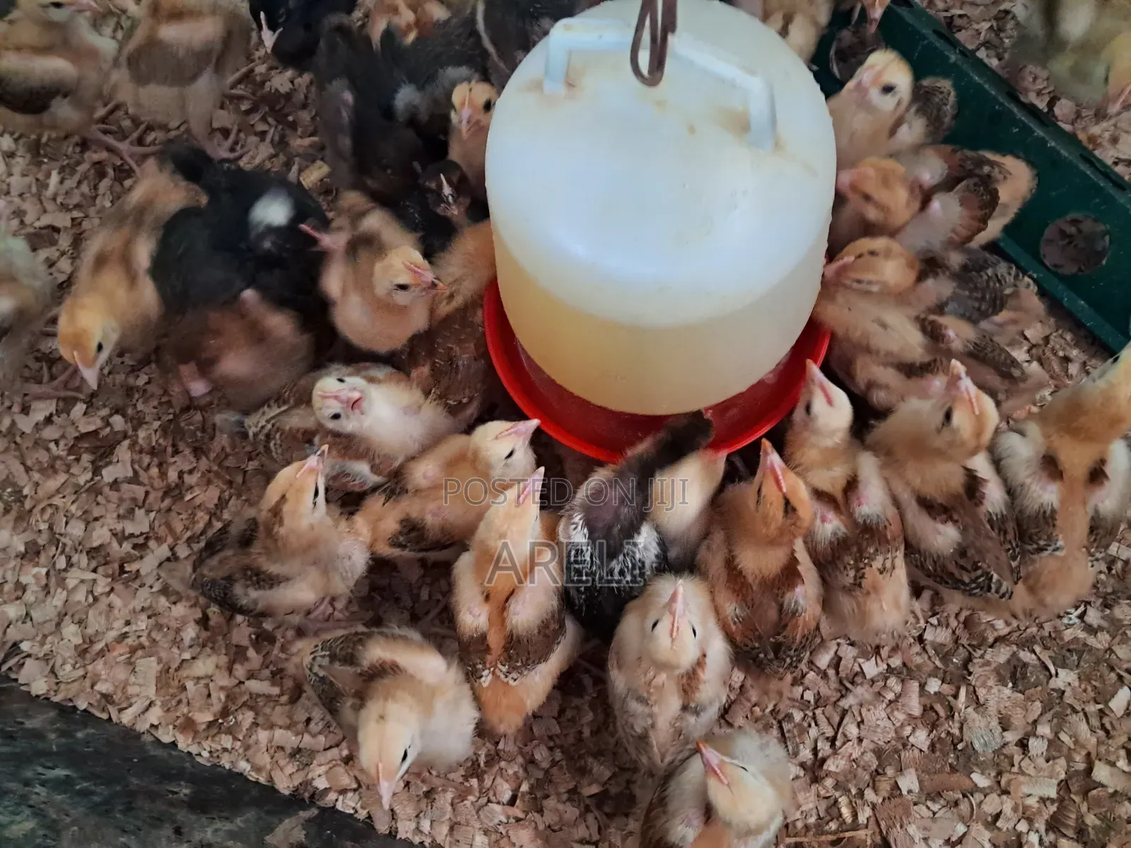 Improved Kienyeji Chicks