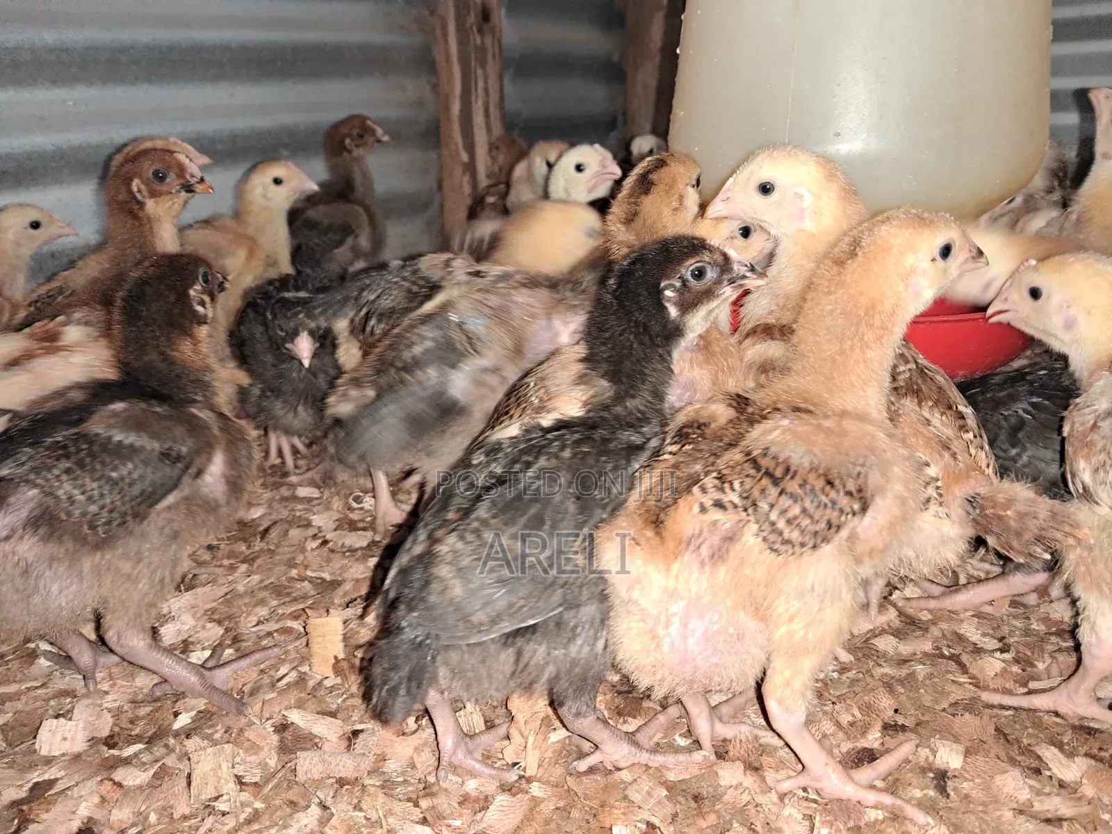 Improved Kienyeji Chicks