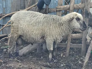 Sheep and Dairy Goats
