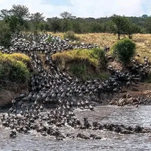 Migration of Wildebeest