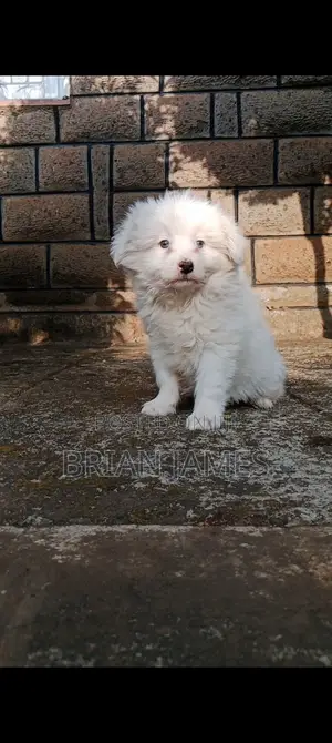 1-3 months Male Purebred Japanese Spitz