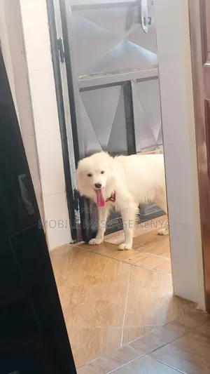 6-12 months Male Purebred Japanese Spitz