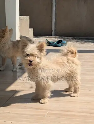 3-6 months Male Mixed Breed Japanese Spitz