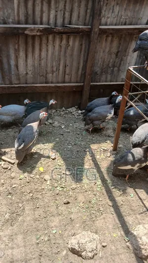 Guinea Fowl(Kanga) Eggs