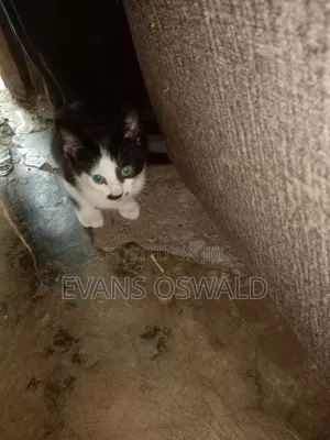 1-3 months Male Mixed Breed British Shorthair