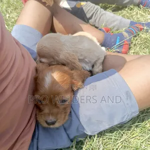 1-3 months Female Purebred Cocker Spaniel