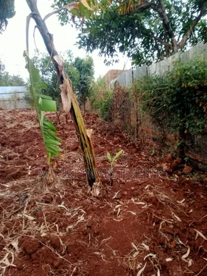 50 by 100'ft on Sale at Kenol-Murang'A