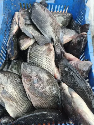 Tilapia 1KG - 550 (Oreochromis Niloticus)