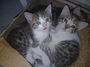 0-1 month Male Purebred British Shorthair