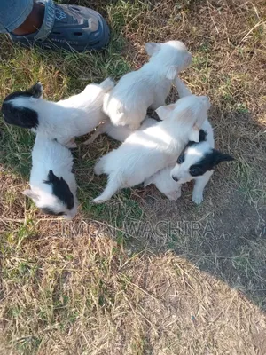1-3 months Male Purebred Japanese Spitz