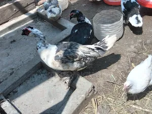 Dicks Kiengei