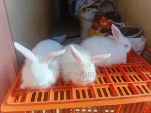 2Months Old Rabbits for Sale at Kenyatta Road Juja