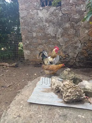 Joly Kienyeji Chicken