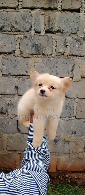 1-3 months Female Purebred Japanese Spitz