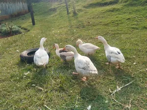 Pure Embden Geese for Sale – 1 Year Old, Healthy Ready for Breeding
