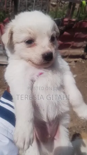 1-3 months Male Mixed Breed Japanese Spitz