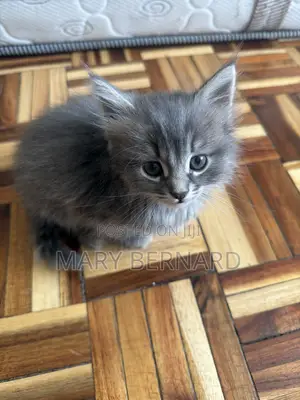 0-1 month Female Mixed Breed Maine Coon