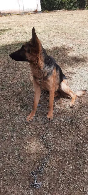 3-6 months Male Purebred German Shepherd
