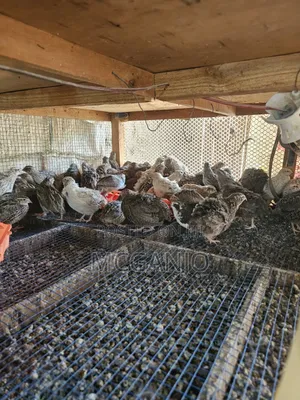 Quails From 2 Weeks to Mature Quails