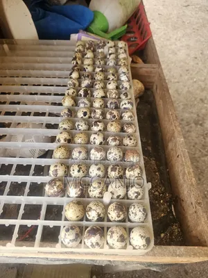 Quail Eggs