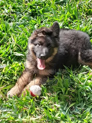 1-3 months Female Purebred German Shepherd