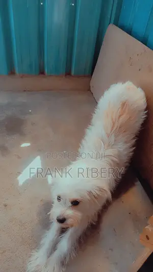 1+ year Female Mixed Breed Maltese
