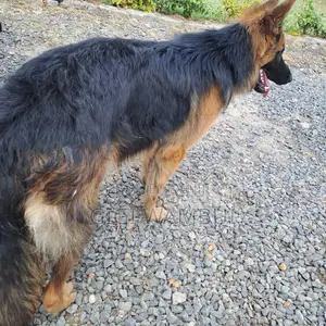Quality Dog Stud Services Available