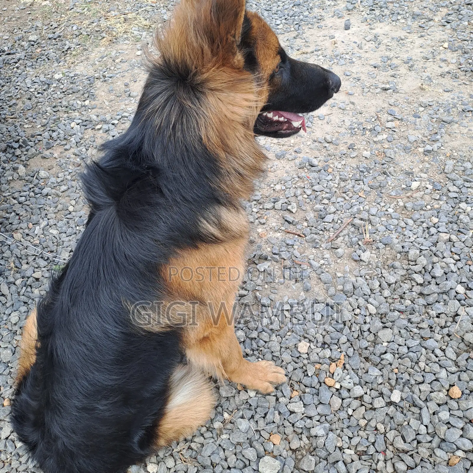 Quality Dog Stud Services Available