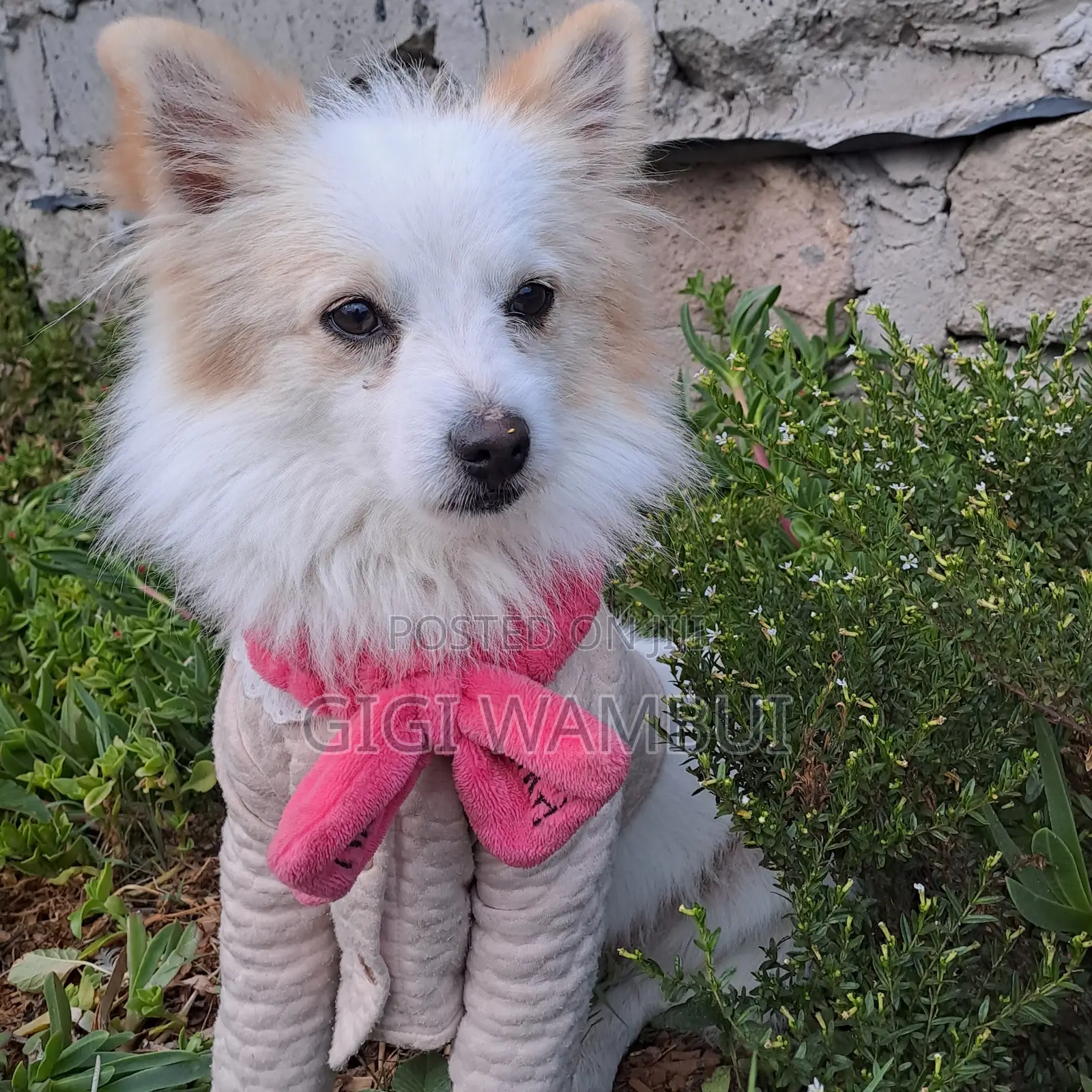 Quality Dog Stud Services Available