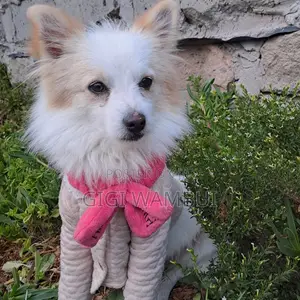 Quality Dog Stud Services Available