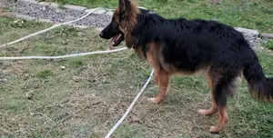 Quality Dog Stud Services Available