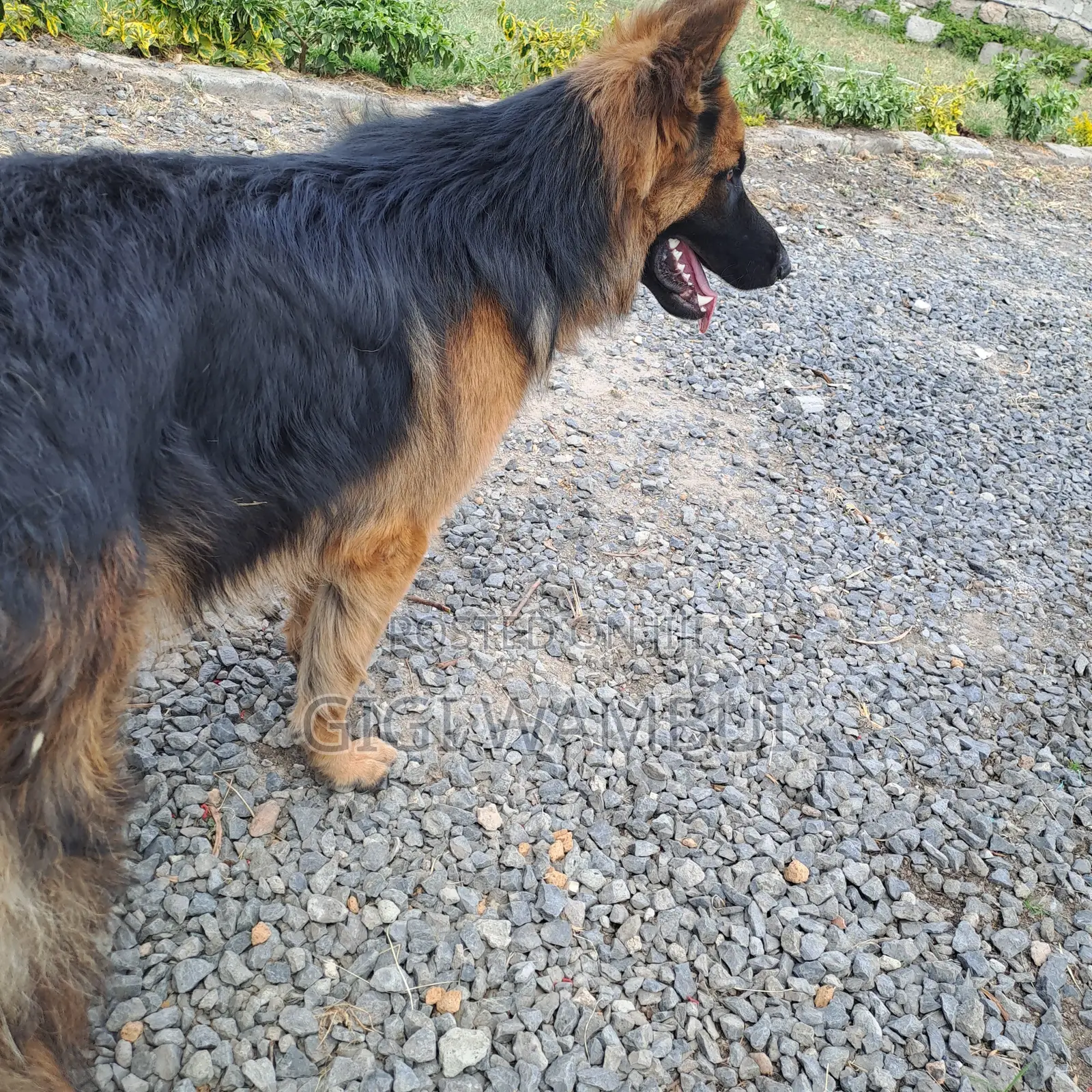 Quality Dog Stud Services Available