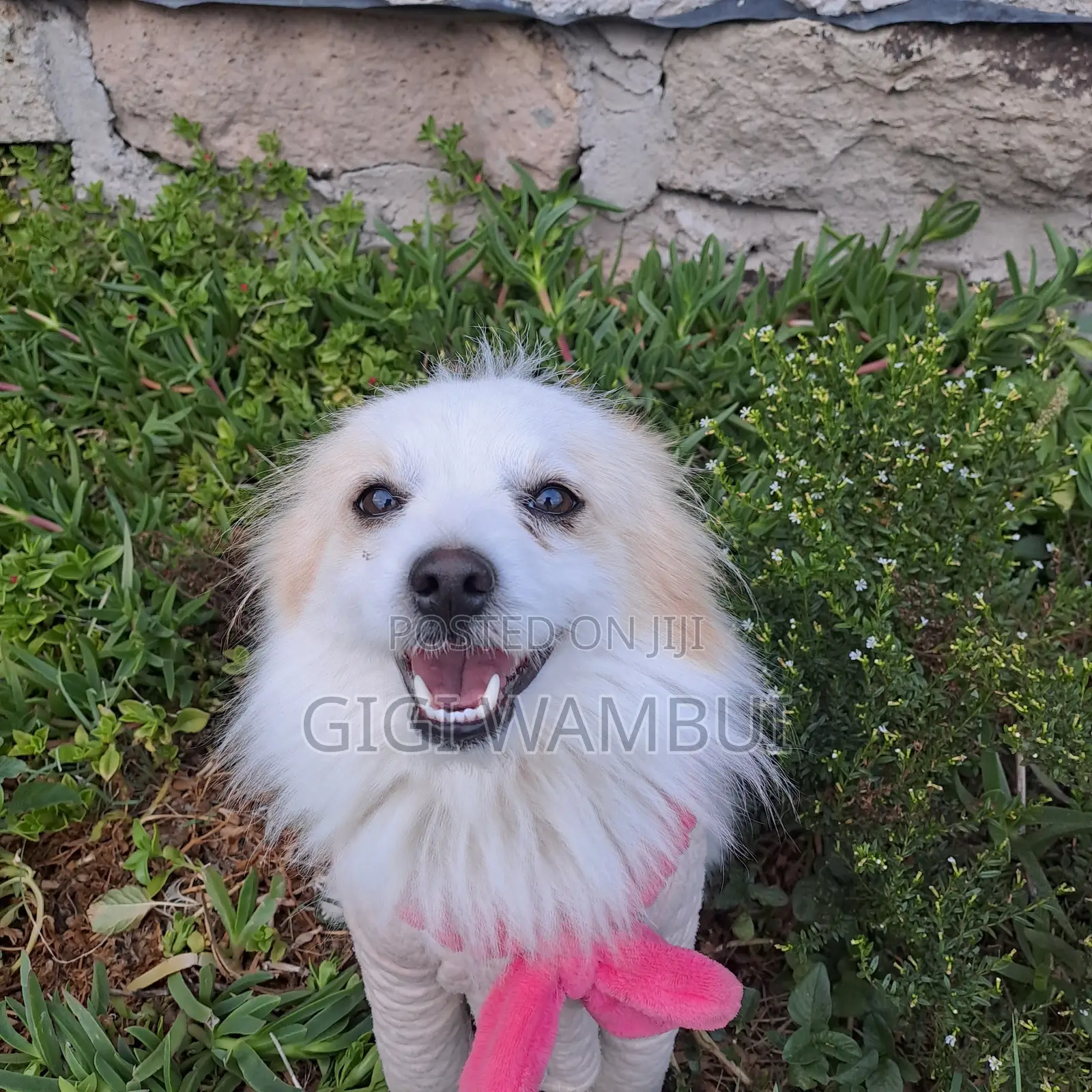 Quality Dog Stud Services Available