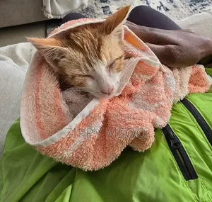 3-6 months Male Mixed Breed American Shorthair
