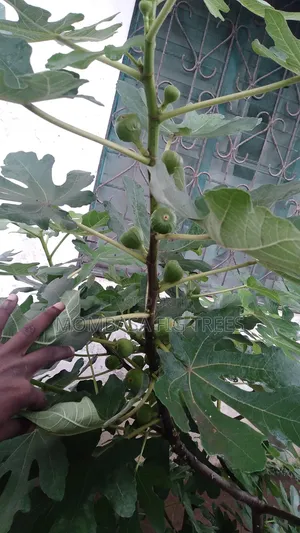 Fig Trees With Fruits