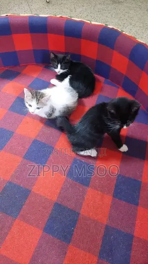 3-6 months Male Mixed Breed Bombay