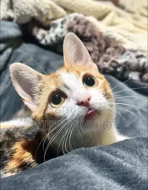 3-6 months Male Mixed Breed American Curl