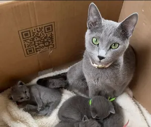 3-6 months Male Purebred Russian Blue