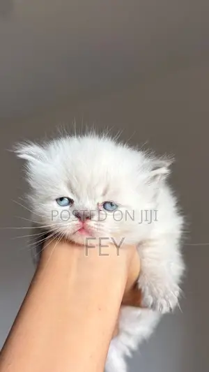 1-3 months Female Purebred Persian