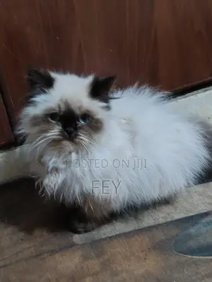 1-3 months Female Purebred Persian