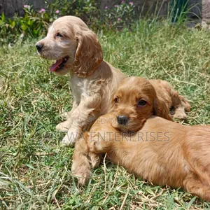 1-3 months Female Purebred Cocker Spaniel