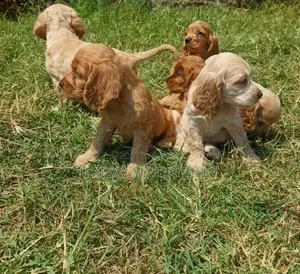 1-3 months Male Purebred Cocker Spaniel