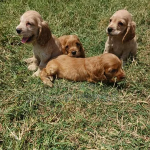 1-3 months Female Purebred Cocker Spaniel