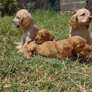 1-3 months Male Purebred Cocker Spaniel
