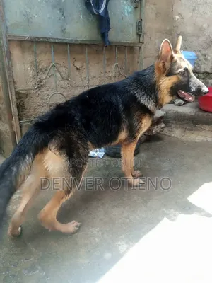 1+ year Male Purebred German Shepherd