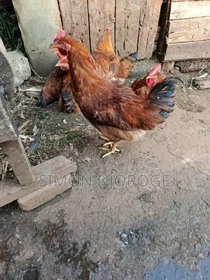 Kienyeji Improved Chicken